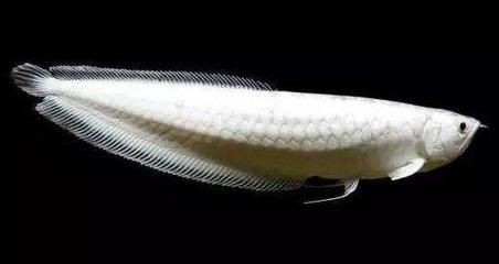 龍魚突然安靜的游動（龍魚突然安靜的游動可能由多種因素引起，可能由多種因素引起）
