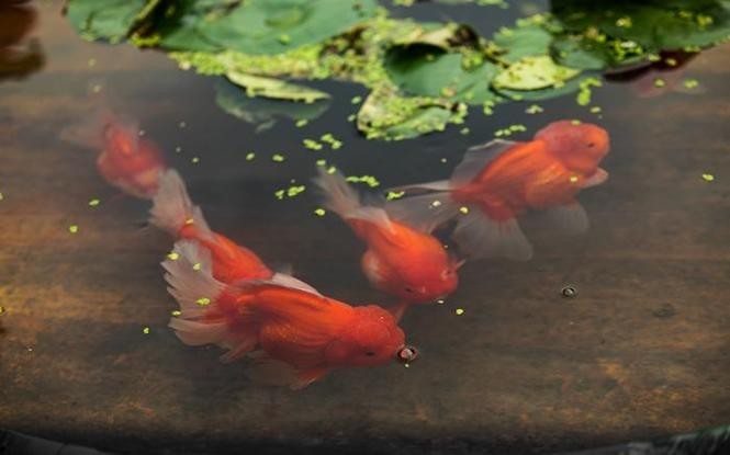 北京恭王府金魚特展門票價格是多少？