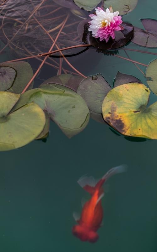 北京恭王府金魚特展門票價格是多少？