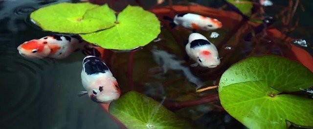 北京恭王府金魚特展門票價格是多少？