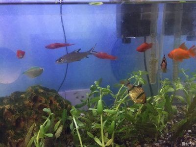 廣州觀賞魚批發市場：廣州觀賞魚批發市場交易規則：廣州觀賞魚批發市場營業時間