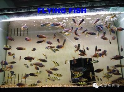 廣州觀賞魚批發市場：廣州觀賞魚批發市場交易規則：廣州觀賞魚批發市場營業時間