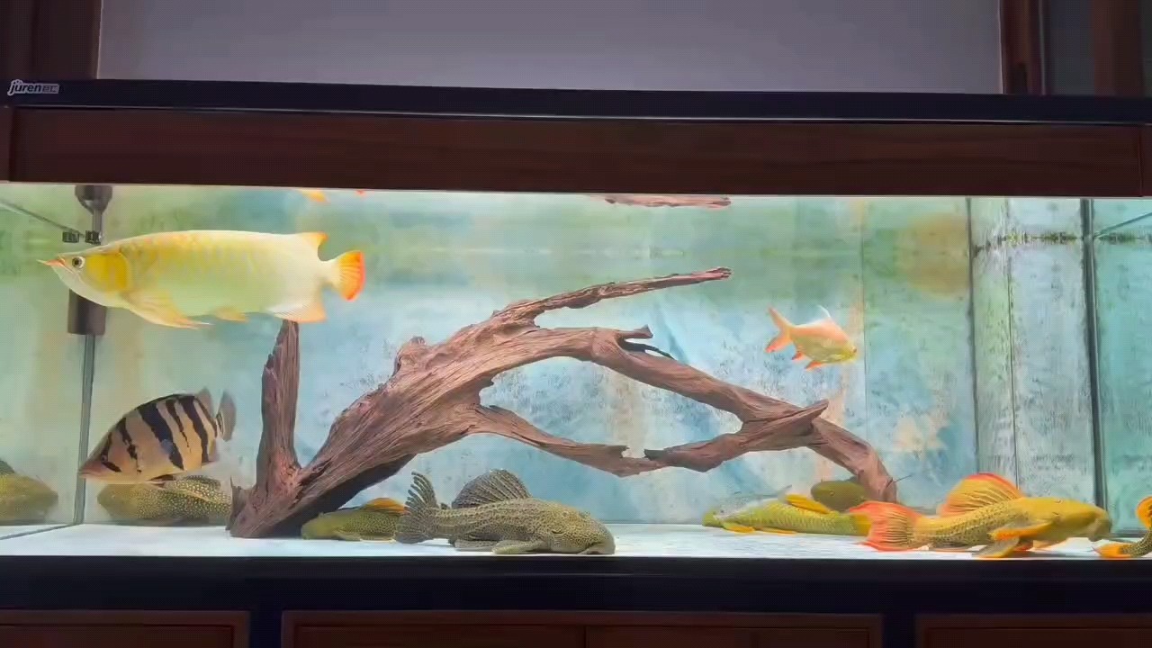 音樂欣賞
