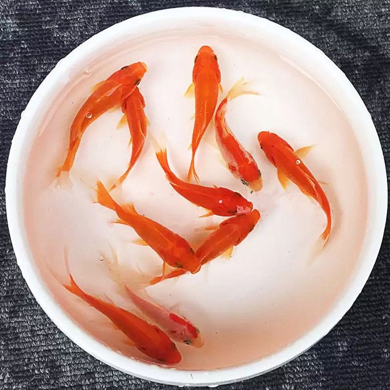 易萌小魚缸：易萌小魚缸用戶評價匯總