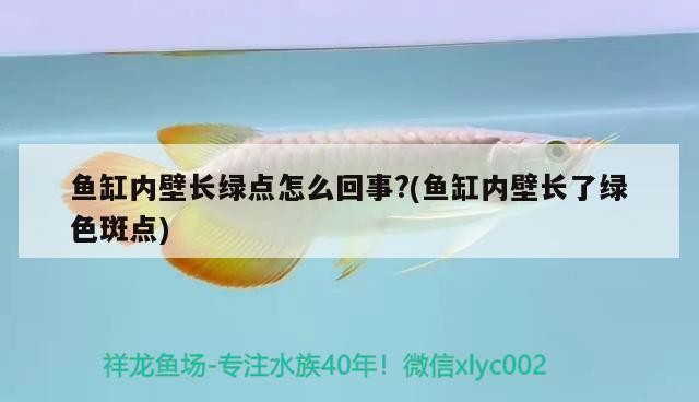 養銀龍魚需要什么水質？如何為銀龍魚提供適宜的水質環境？，養銀龍魚需要什么水質