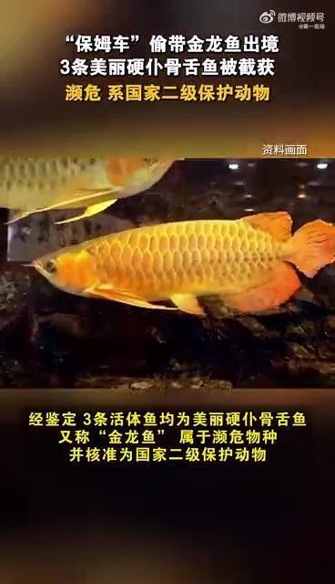 金龍魚(yú)屬于保護(hù)動(dòng)物嗎