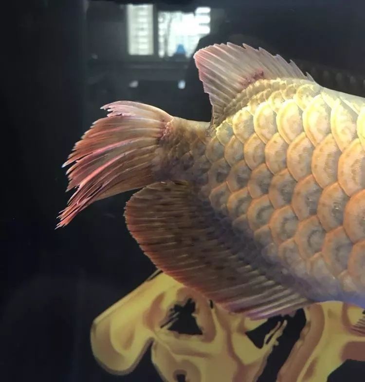 有哪些方法可以預(yù)防龍魚大戰(zhàn)？