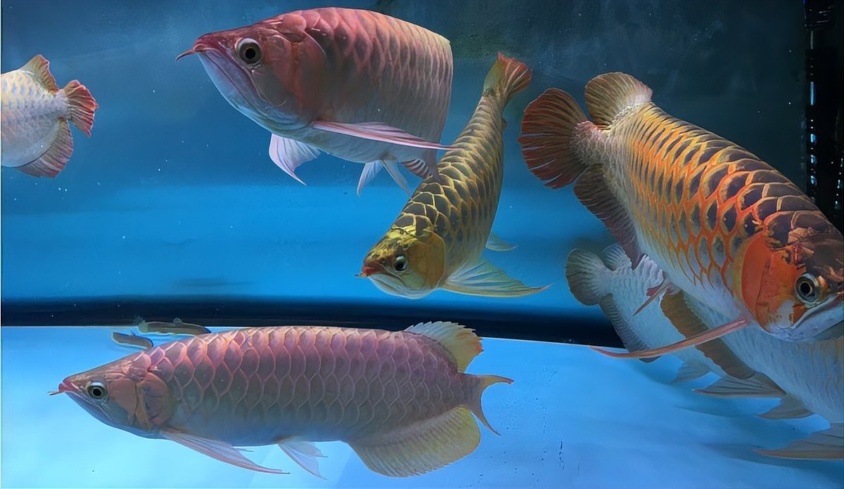 有哪些方法可以預(yù)防龍魚大戰(zhàn)？