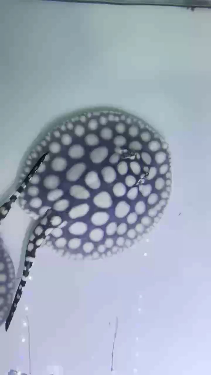 品質不錯的男神公魚