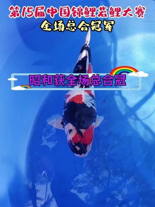 世界錦鯉大賽冠軍