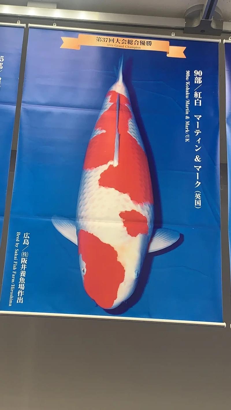 世界錦鯉大賽冠軍