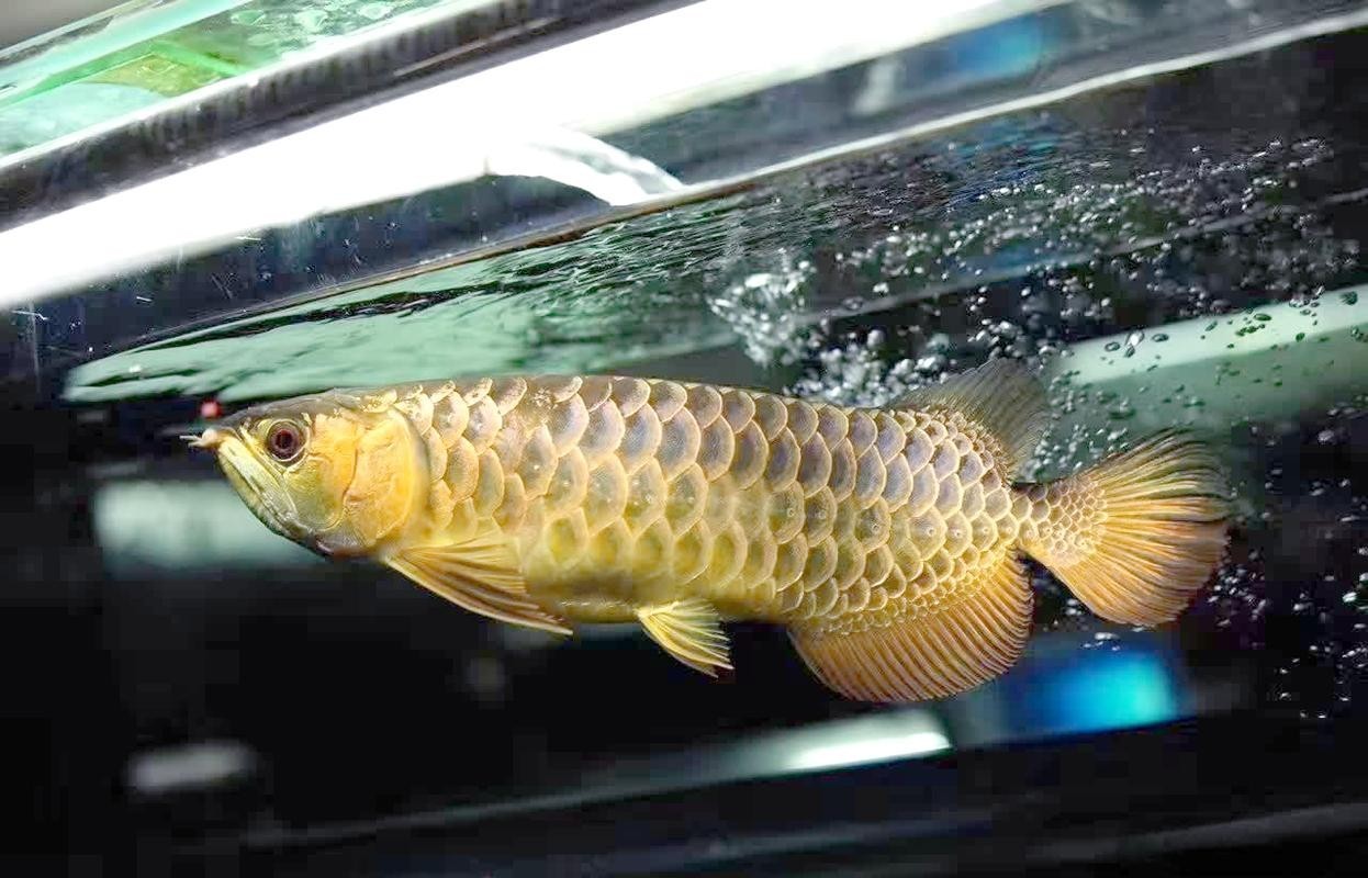 百億城龍魚的價格如何？ 百億城龍魚的價格如何？ 2025長城杯龍魚大賽 第15張