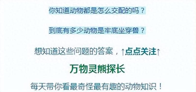 百億城龍魚的價格如何？ 百億城龍魚的價格如何？ 2025長城杯龍魚大賽 第13張