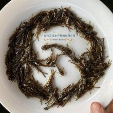 附近最近的賣魚苗的地址 附近最近的賣魚苗的地址 龍魚論壇 第2張