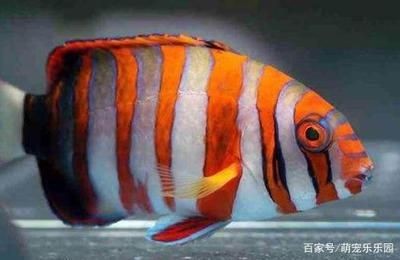 海水紅龍魚學名：關于紅龍魚的詳細信息