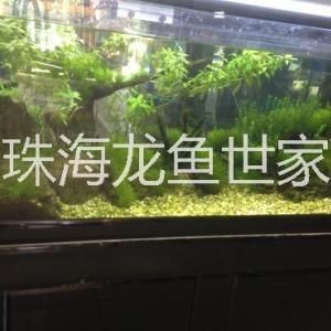 海水紅龍魚學名：關于紅龍魚的詳細信息