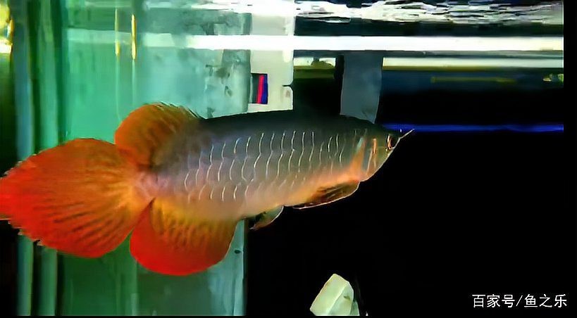 如何增大龍魚(yú)七鰭的長(zhǎng)度