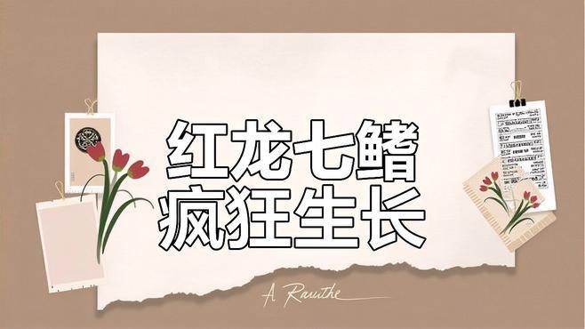 如何增大龍魚七鰭的長度