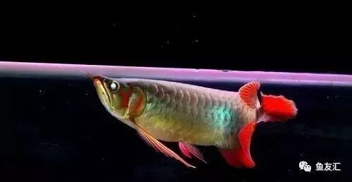 如何增大龍魚(yú)七鰭的長(zhǎng)度