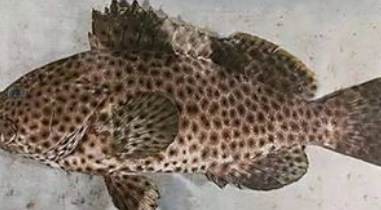青島黑頭魚是石斑魚嗎