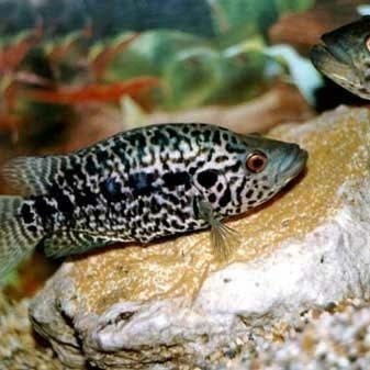 青島黑頭魚是石斑魚嗎