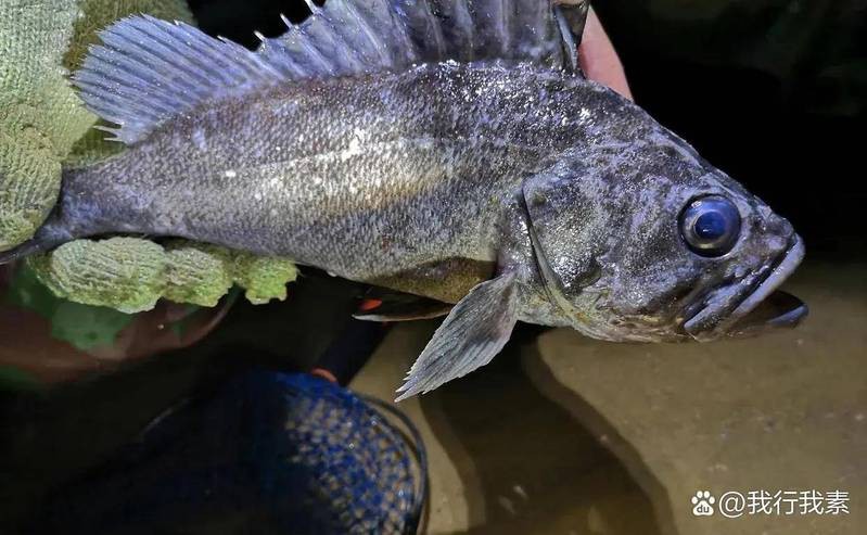 青島黑頭魚是石斑魚嗎
