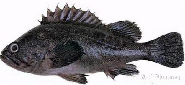 青島黑頭魚是石斑魚嗎
