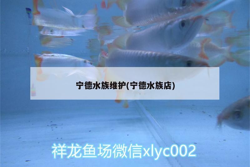 寧德水族維護(寧德水族店)