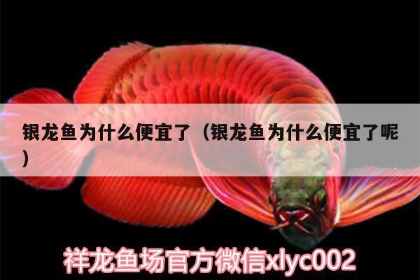 銀龍魚為什么便宜了（銀龍魚為什么便宜了呢）