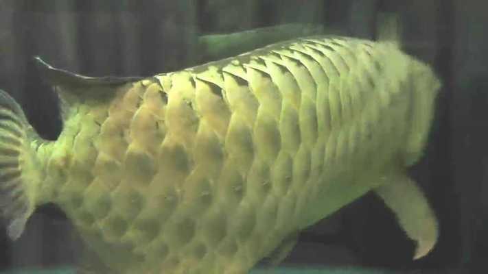龍魚視頻大全視頻高清