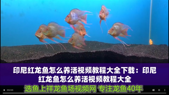 龍魚視頻大全視頻高清