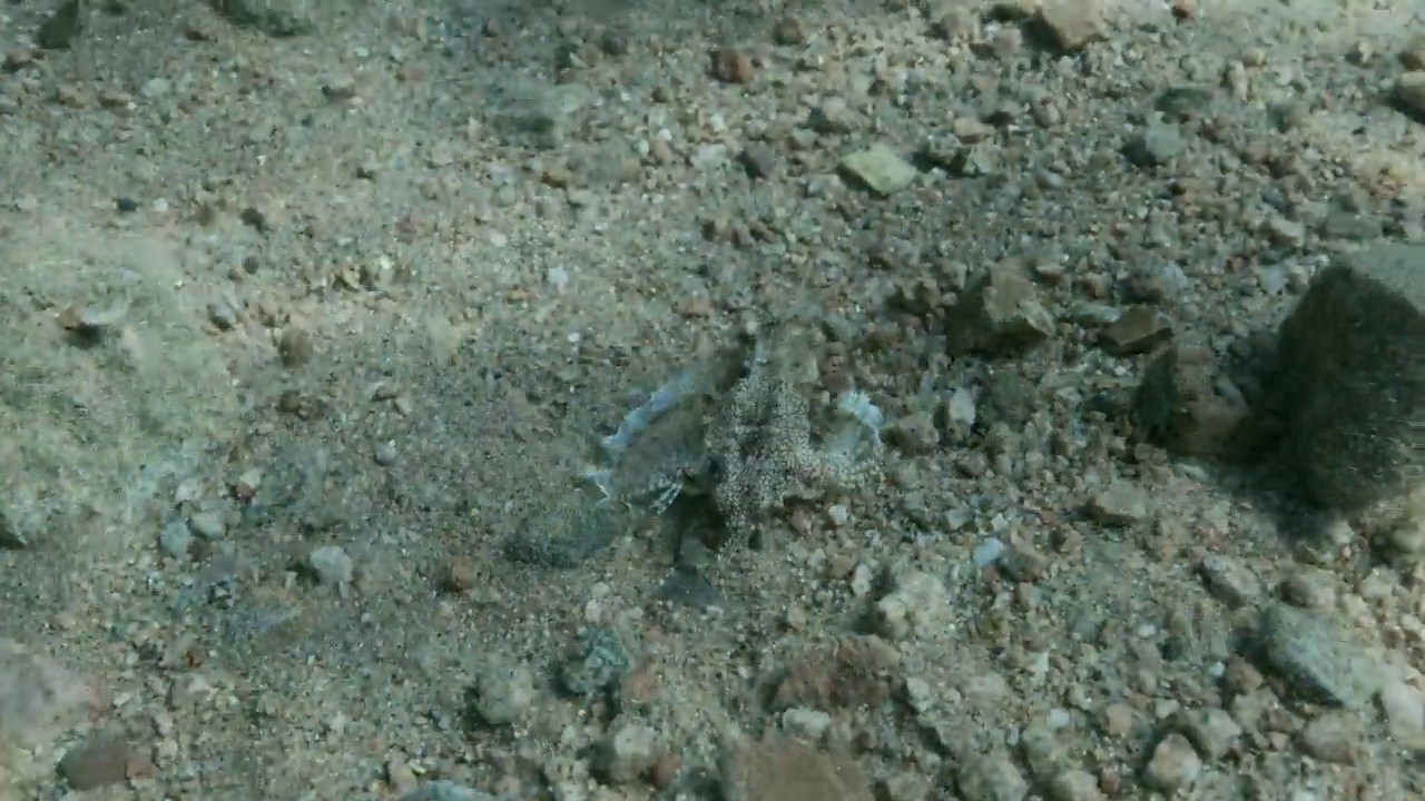 龍魚視頻大全視頻高清