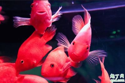 招財魚與龍魚混養會打架嗎為什么：招財魚與龍魚混養會打架嗎