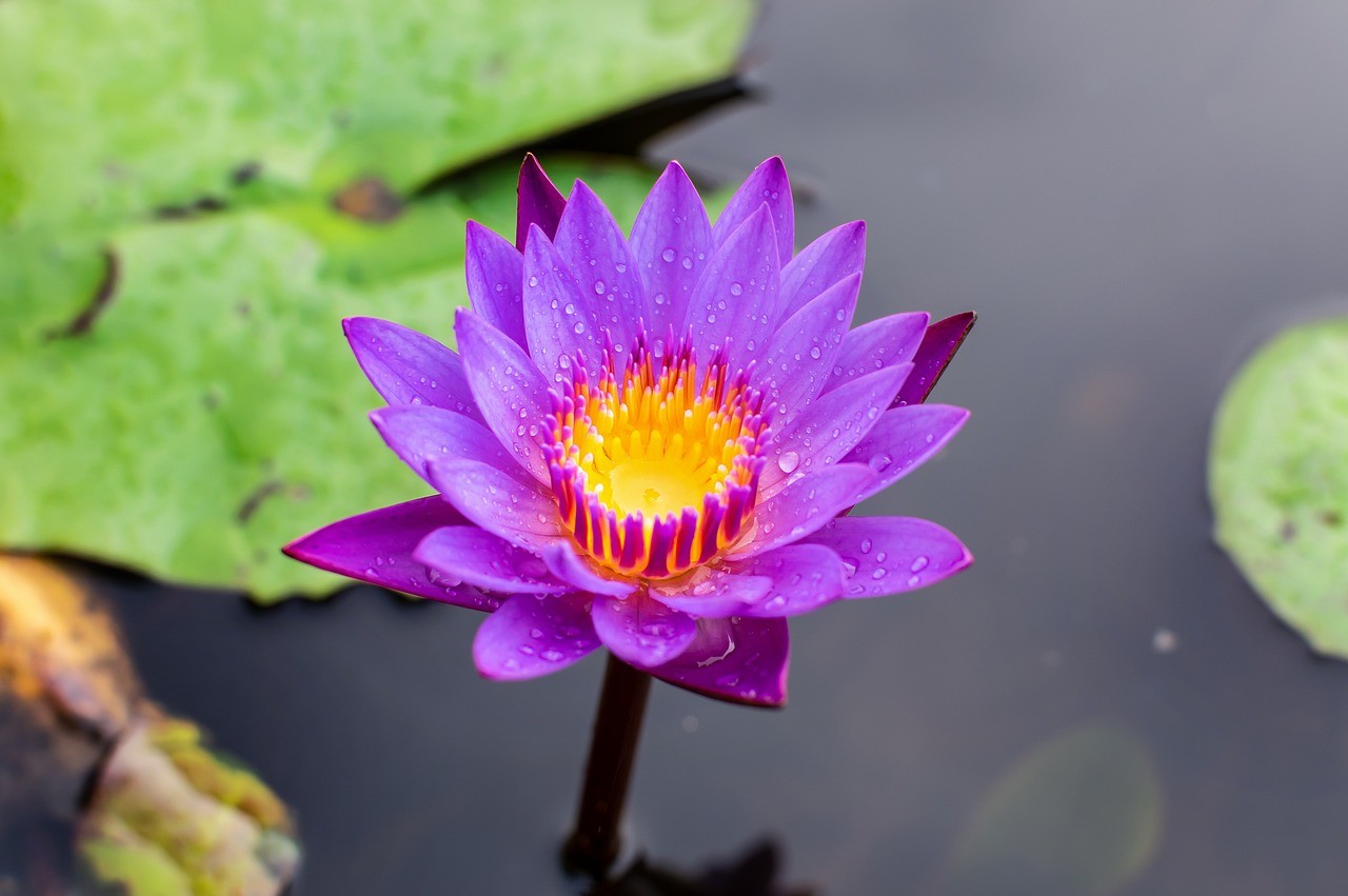 史光明長沙市芙蓉區三湘花卉培植北9號 全國水族館企業名錄 第5張 史光明長沙市芙蓉區三湘花卉培植北9號 史光明長沙市芙蓉區三湘花卉培植北9號 全國水族館企業名錄 第5張