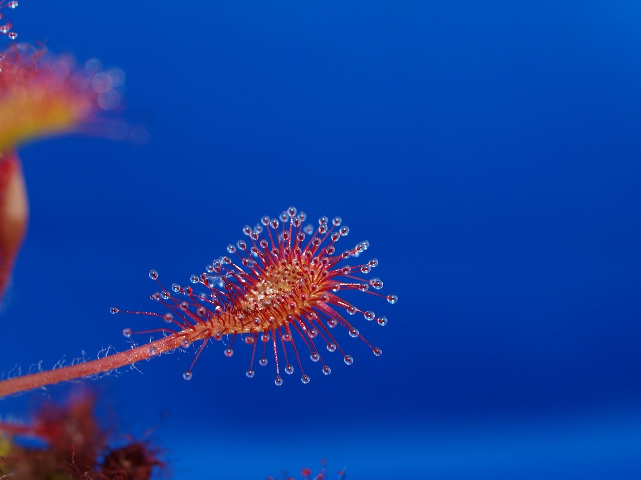 銀龍魚身體變紅怎么回事（銀龍魚身上出現紅斑是怎么情況）