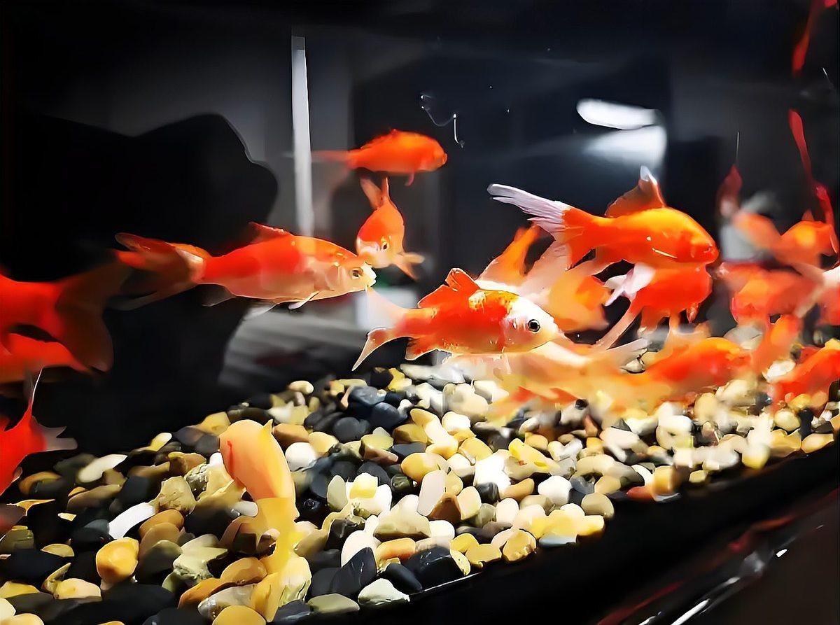 怎樣讓龍魚開口吃草金魚