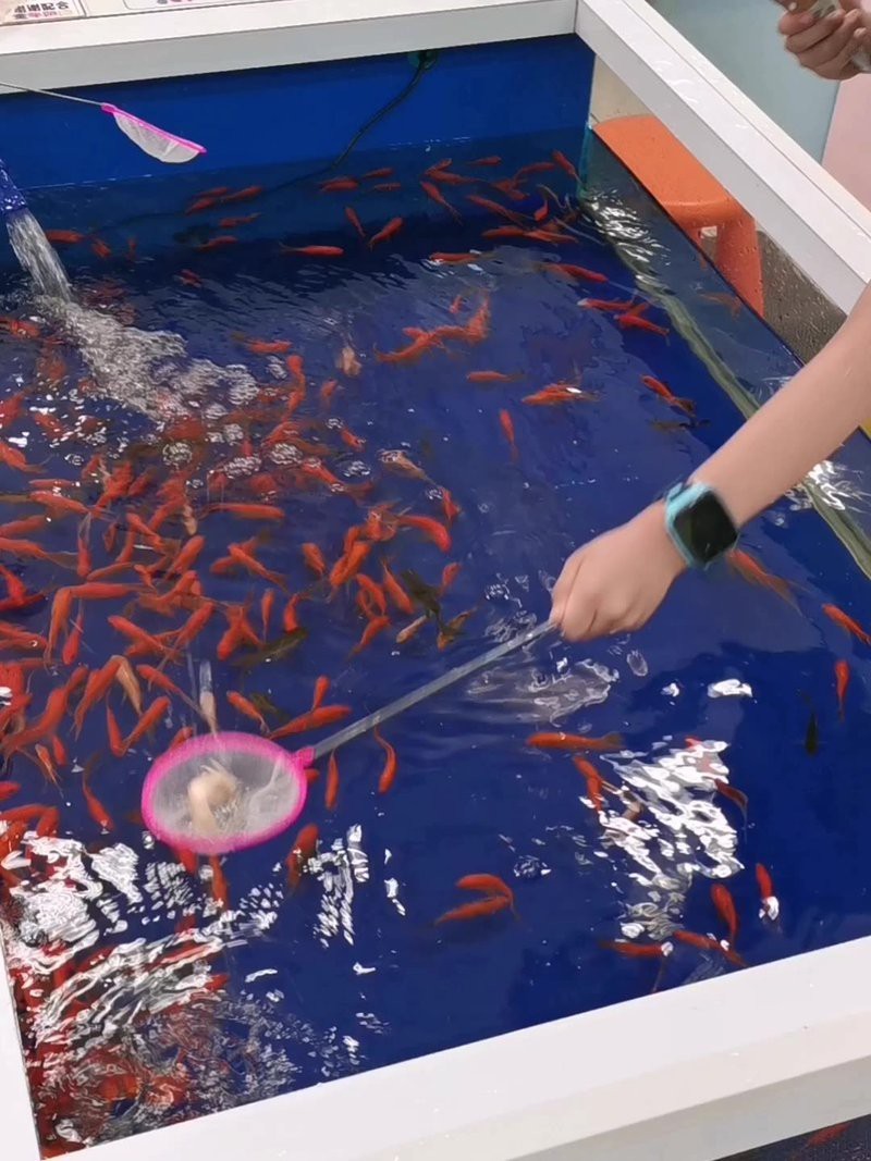 怎樣讓龍魚開口吃草金魚