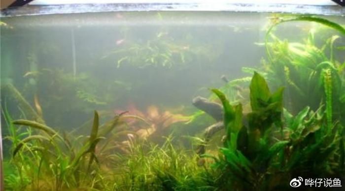 魚缸水突然發白霧蒙蒙的怎么辦（如何保養魚缸？）