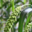 虎紋巨頭哪個好 虎紋巨頭哪個好 龍魚論壇 第5張