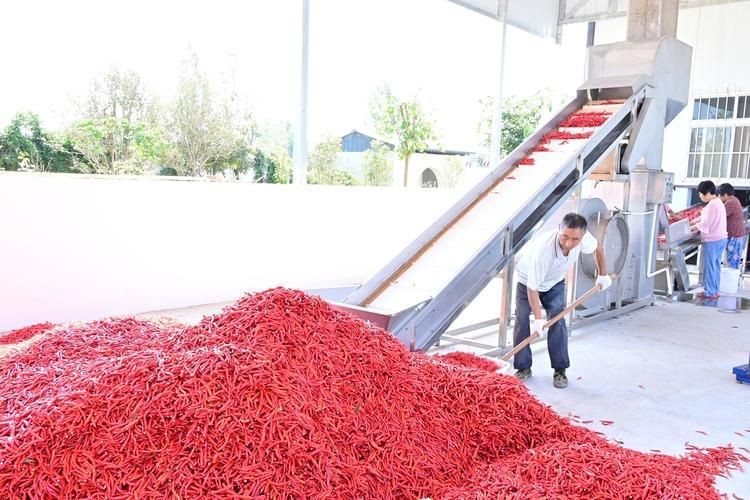 紅綠混合長辣椒圖片 紅綠混合長辣椒圖片 龍魚論壇 第6張