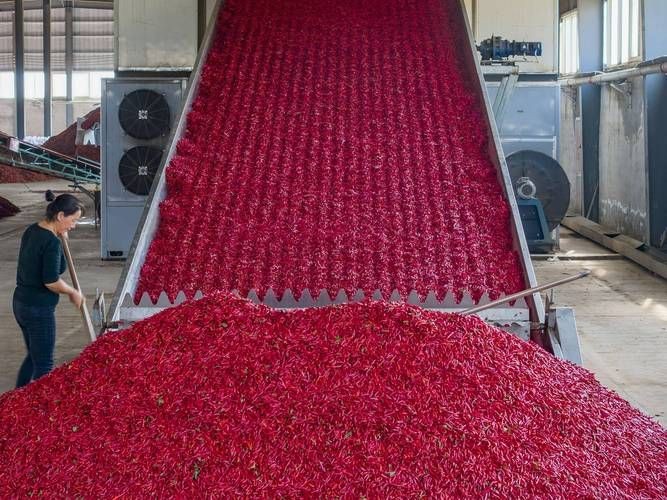 紅綠混合長辣椒圖片 紅綠混合長辣椒圖片 龍魚論壇 第17張