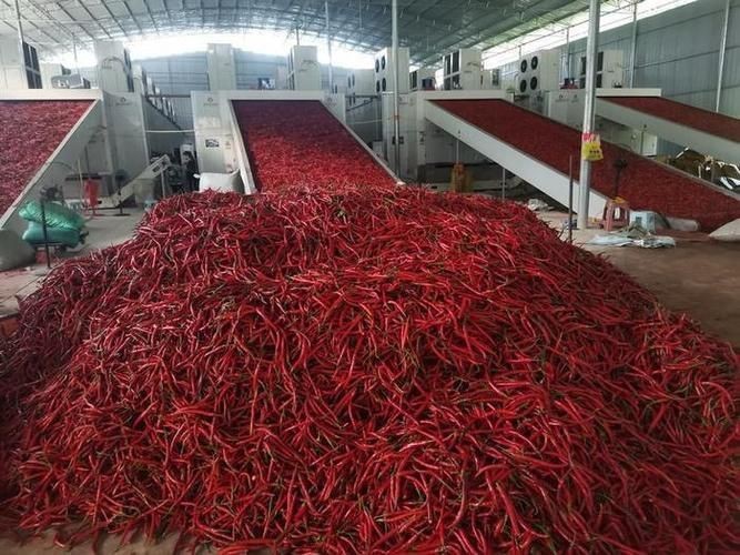 紅綠混合長辣椒圖片 紅綠混合長辣椒圖片 龍魚論壇 第14張