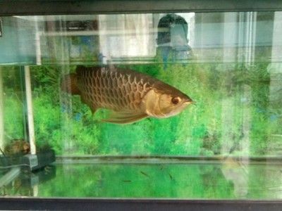 高背金龍魚能長多大的魚：關于高背金龍魚生長情況的詳細信息