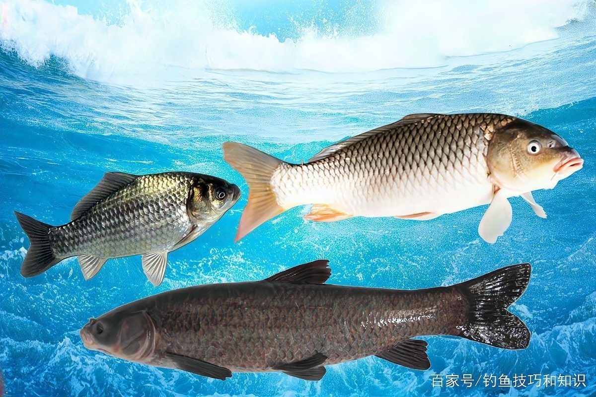 十大最耐寒的淡水魚