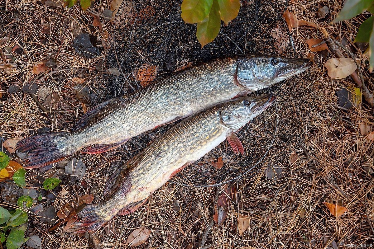 十大最耐寒的淡水魚