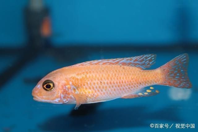 魚缸過濾系統維護要點：維護魚缸過濾系統的要點