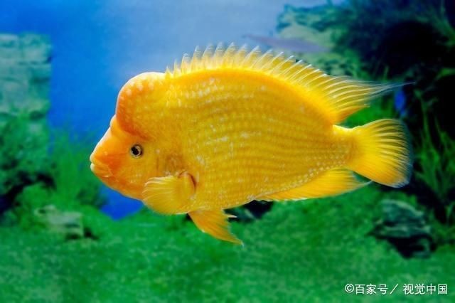 魚缸過濾系統維護要點：維護魚缸過濾系統的要點