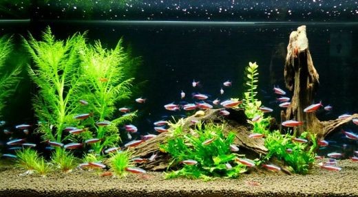 魚缸過濾系統維護要點：維護魚缸過濾系統的要點