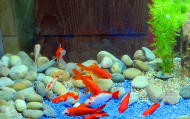 魚缸過濾系統維護要點：維護魚缸過濾系統的要點