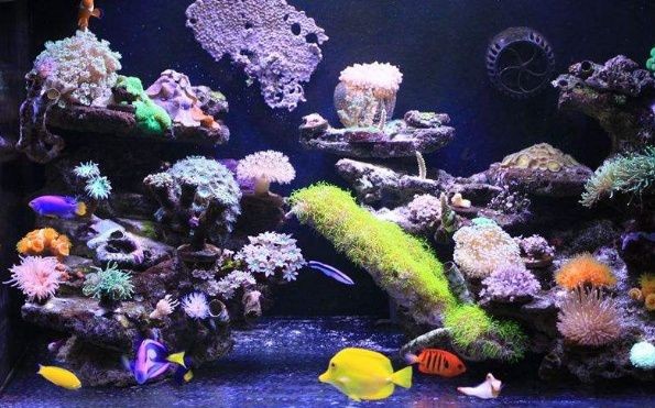 魚缸過濾系統維護要點：維護魚缸過濾系統的要點